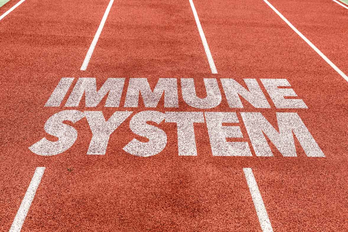 Immune-System