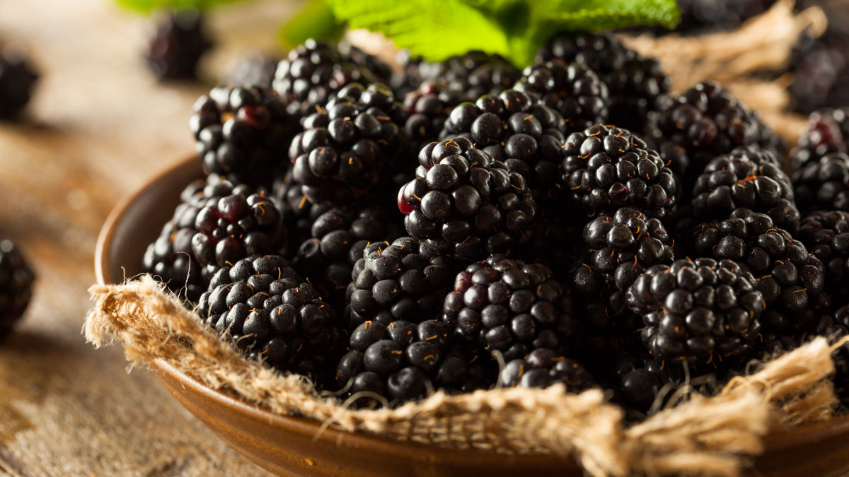 Fresh Raw Organic Blackberries in a Bowl