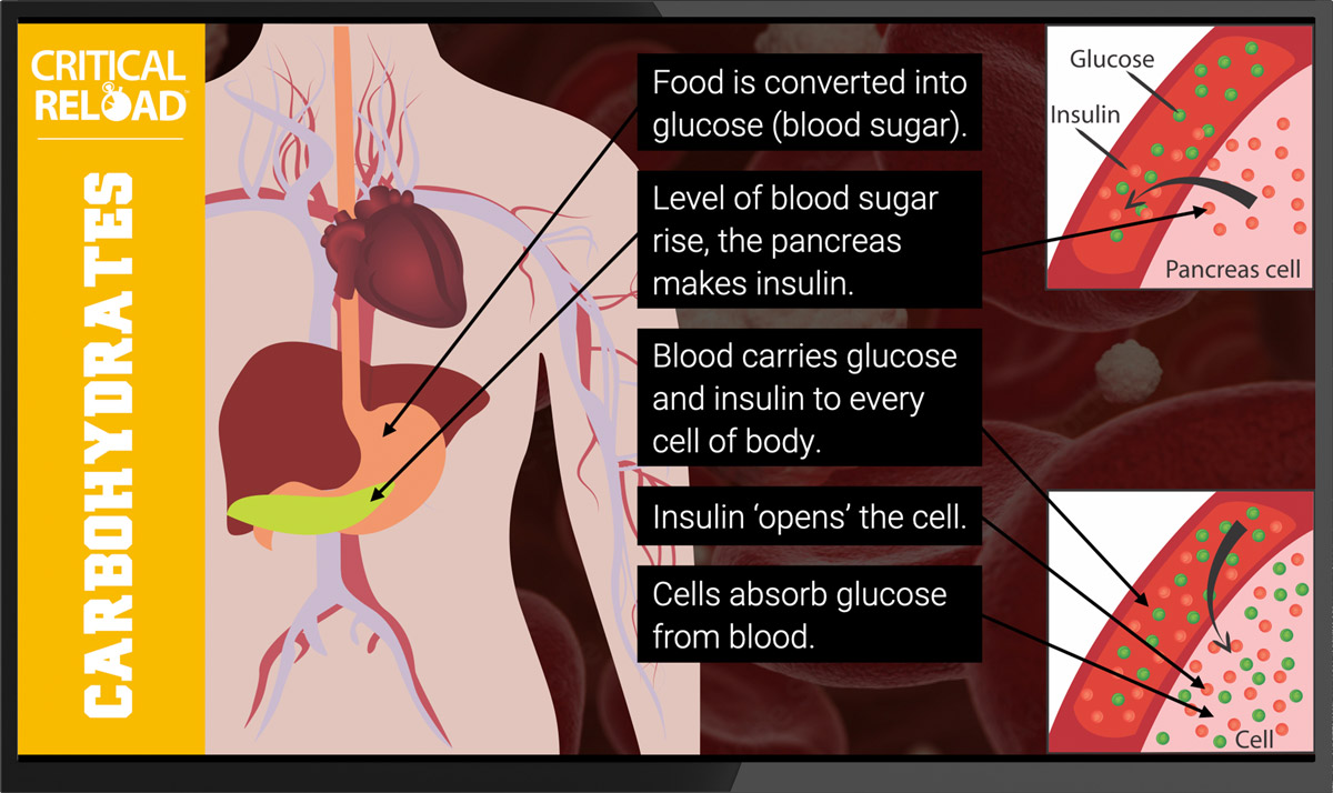 https://criticalreload.com/wp-content/uploads/2023/07/crabs_glucose_storage_tv.jpg